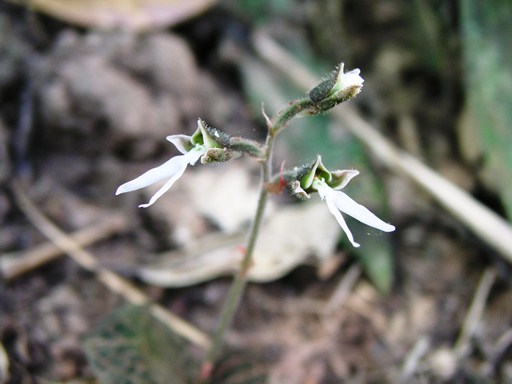 อั้วดินปากส้อม Anoectochilus lylei Rolfe ex Downie<br/>ORCHIDACEAE